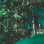 São Paulo: Metropolia kultury, kuchni i architektury Odkryj bujną zieleń gęstego lasu deszczowego w Foz do Iguaçu w Brazylii, ukazując różnorodne piękno natury.