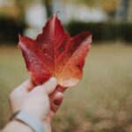 Calgary Stampede: Największy rodeo festiwal w Kanadzie Zbliżenie dłoni trzymającej żywy czerwony liść klonu, ukazujące esencję jesieni.
