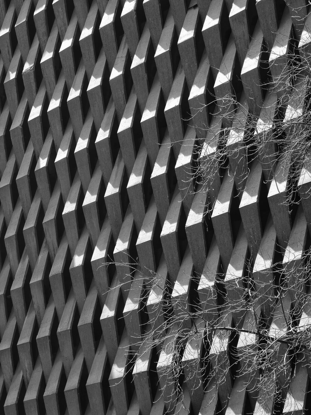 Czarno-białe zdjęcie geometrycznej betonowej fasady z winoroślą.