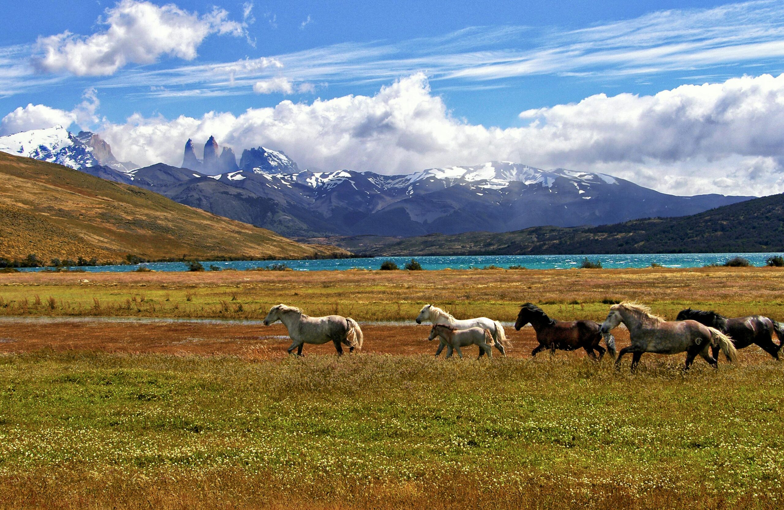 Malowniczy widok na konie pasące się w pobliżu górskiego jeziora w Torres del Paine, Chile.
