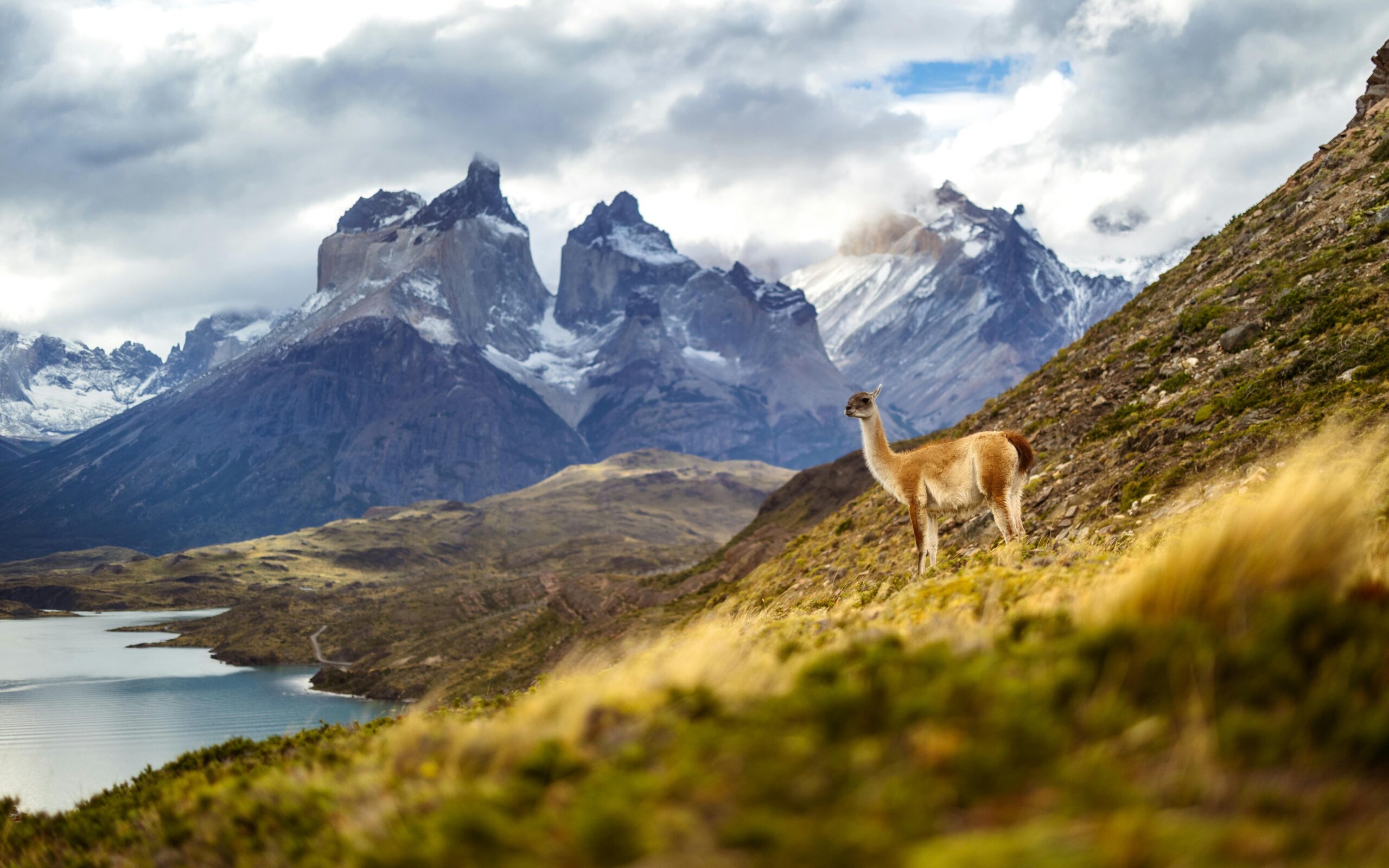 Guanako stojące na tle oszałamiających Andów w Torres del Paine w Chile.