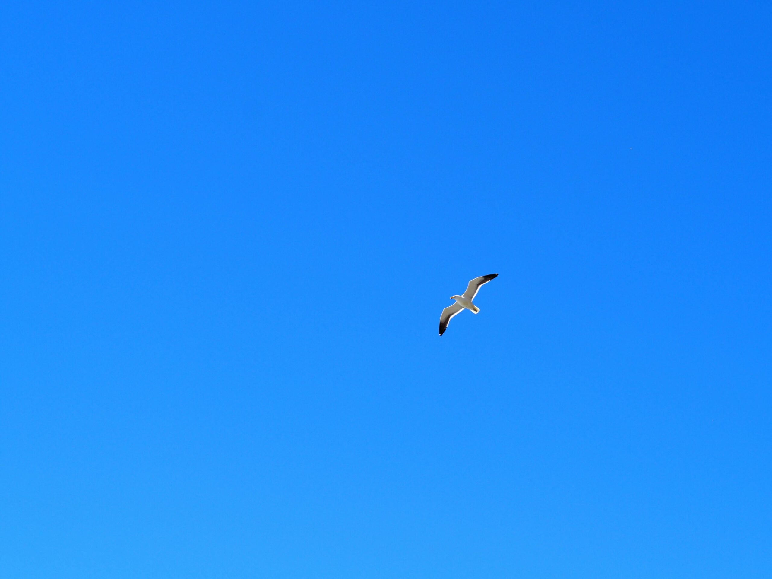 Samotna mewa z wdziękiem leci na tle tętniącego życiem błękitnego nieba w Tome, Bío Bío, Chile.