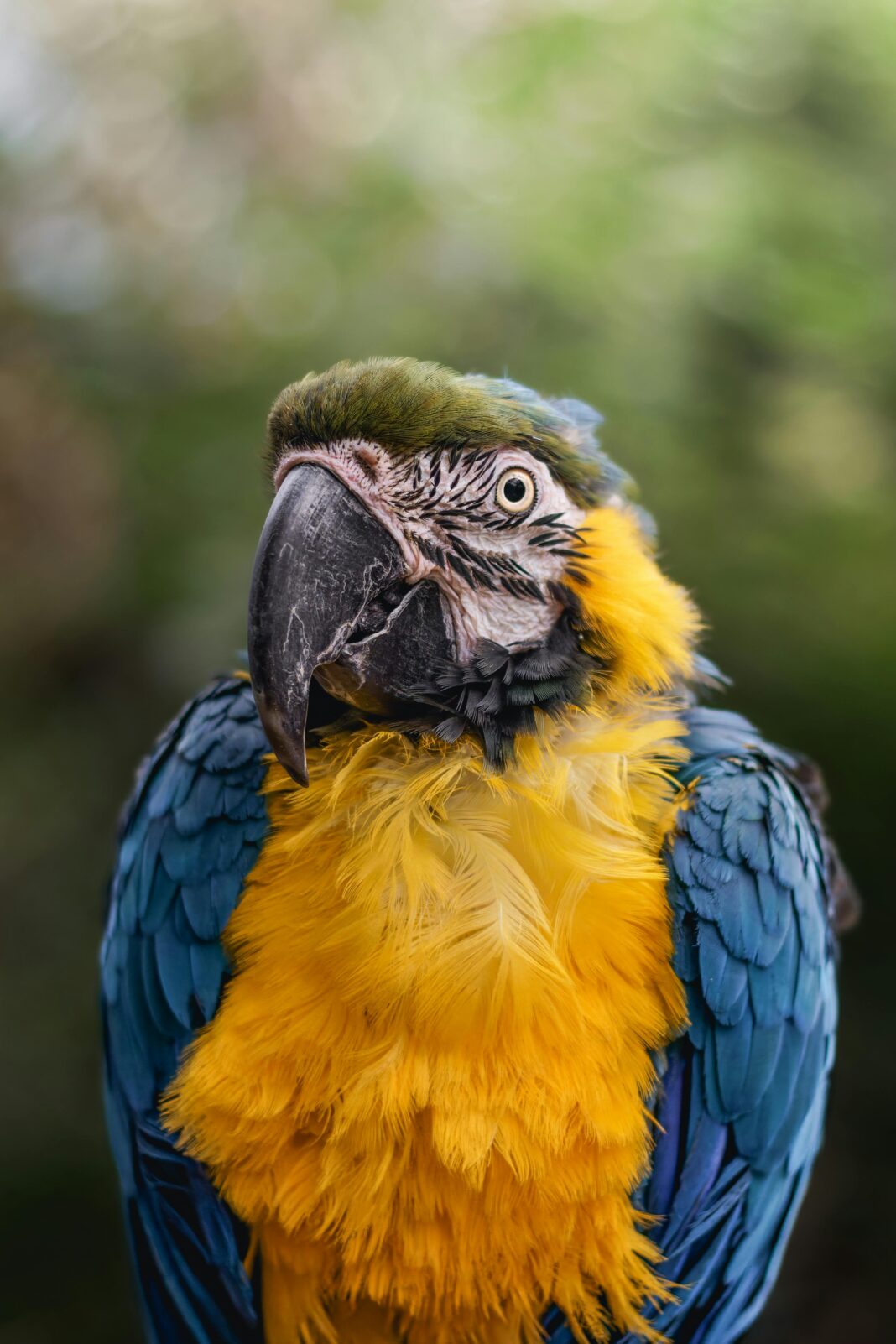 chile Zbliżenie na żywą niebiesko-żółtą arę w Buin w Chile, przedstawiającą kolorowe pióra i ciekawy wyraz twarzy.
