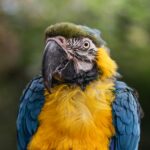 Punta Arenas: Największe miasto Patagonii i wyprawy na pingwiny Zbliżenie na żywą niebiesko-żółtą arę w Buin w Chile, przedstawiającą kolorowe pióra i ciekawy wyraz twarzy.