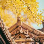 Wulkany Changbai: Jezioro Niebieskie w krainie baśni Żółte liście miłorzębu kontrastują z tradycyjnym drewnianym chińskim dachem w Pekinie.