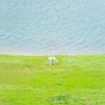 Spokojna scena białego psa stojącego na bujnej zielonej łące nad spokojnymi, błękitnymi wodami. 