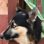 Słodki pies z puszystym futrem wyglądający z budynku i odwracający wzrok podczas odpoczynku w ciągu dnia