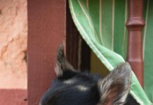 Transport na Kubie – autobusy, taksówki i klasyki motoryzacji Słodki pies z puszystym futrem wyglądający z budynku i odwracający wzrok podczas odpoczynku w ciągu dnia