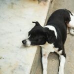 Czarno-biały, przyjazny kundel pies leżący na brudnej ziemi na podwórku pod dużym kątem