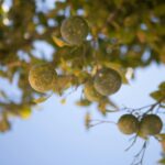 Niski kąt widzenia zielonych owoców cytrusowych wiszących na gałęzi drzewa na tle błękitnego nieba.