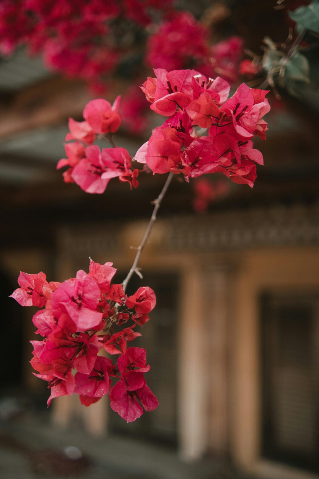 cypr Zbliżenie jasnych kwiatów bugenwilli na cypryjskiej ulicy, przywołujące na myśl wiosnę i miejską naturę.