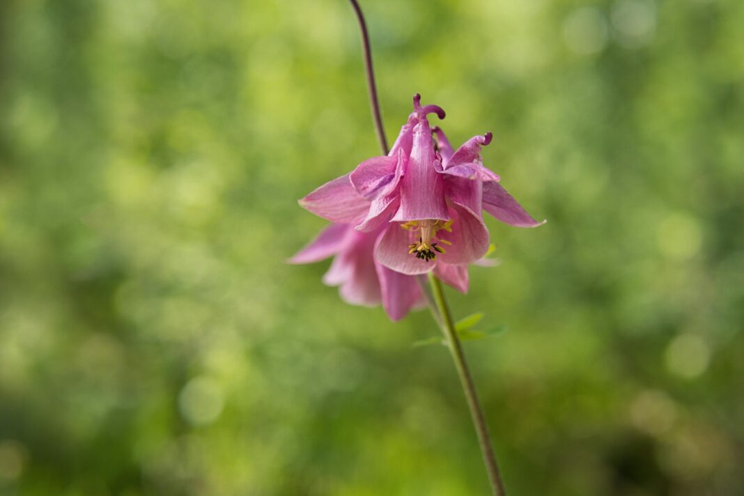 czechy Zbliżenie różowego kwiatu orlika w bujnym wiosennym lesie, ukazujące żywe piękno natury.