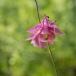 Brno – podziemne zbiorniki wodne we wzgórzu Žlutý kopec Zbliżenie różowego kwiatu orlika w bujnym wiosennym lesie, ukazujące żywe piękno natury.