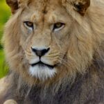 Zbliżony portret odpoczywającego majestatycznego lwa. 