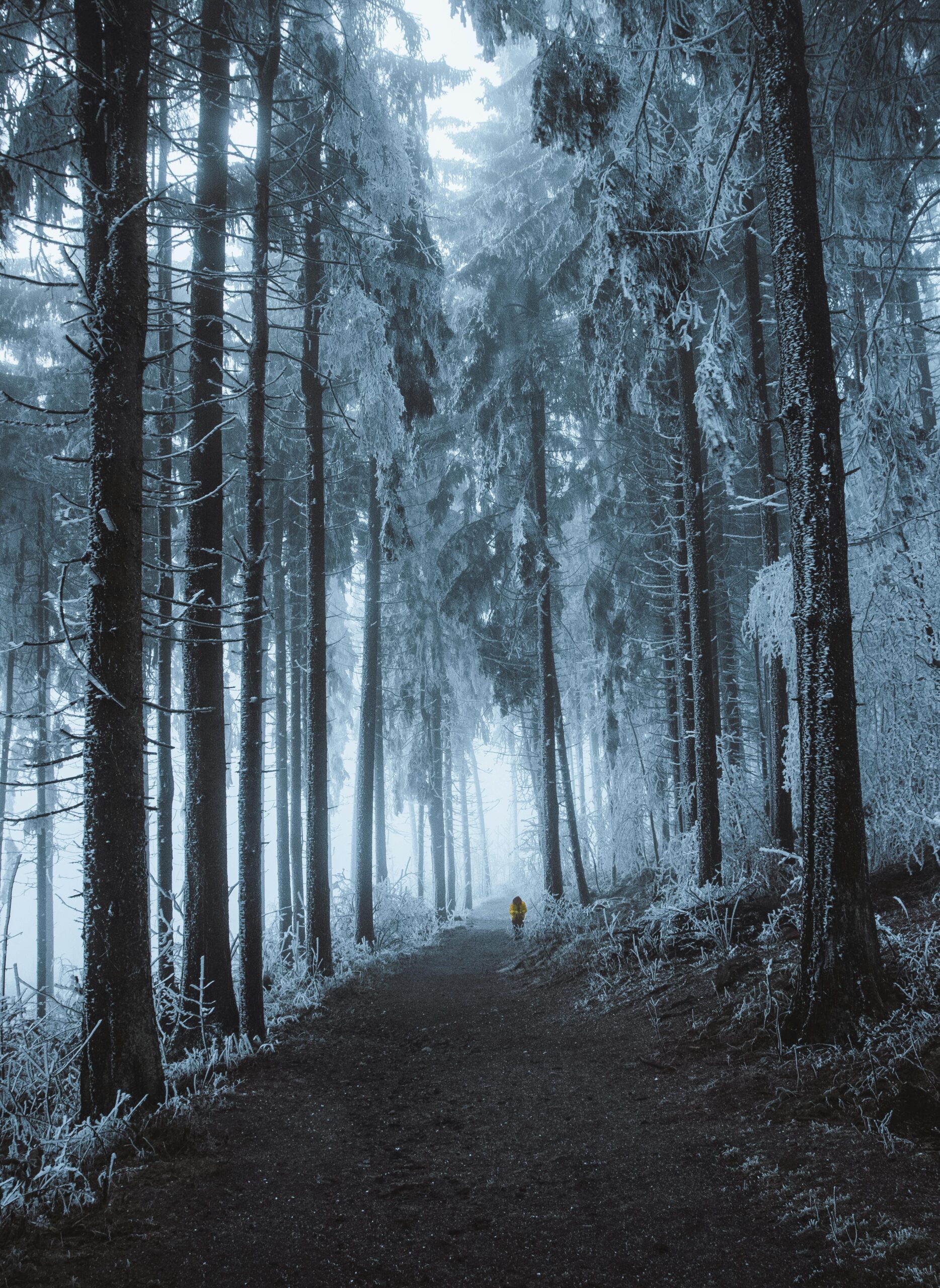 Odkryj spokojną zimową ścieżkę leśną spowitą mgłą, ukazującą eteryczne piękno czeskiej przyrody.
