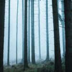 Kraina Górnej Odry. Skrawek Górnego Śląska, który wciąż na Ciebie czeka Spokojny, mglisty las z wysokimi drzewami w Česku, ukazujący spokojną scenę natury.