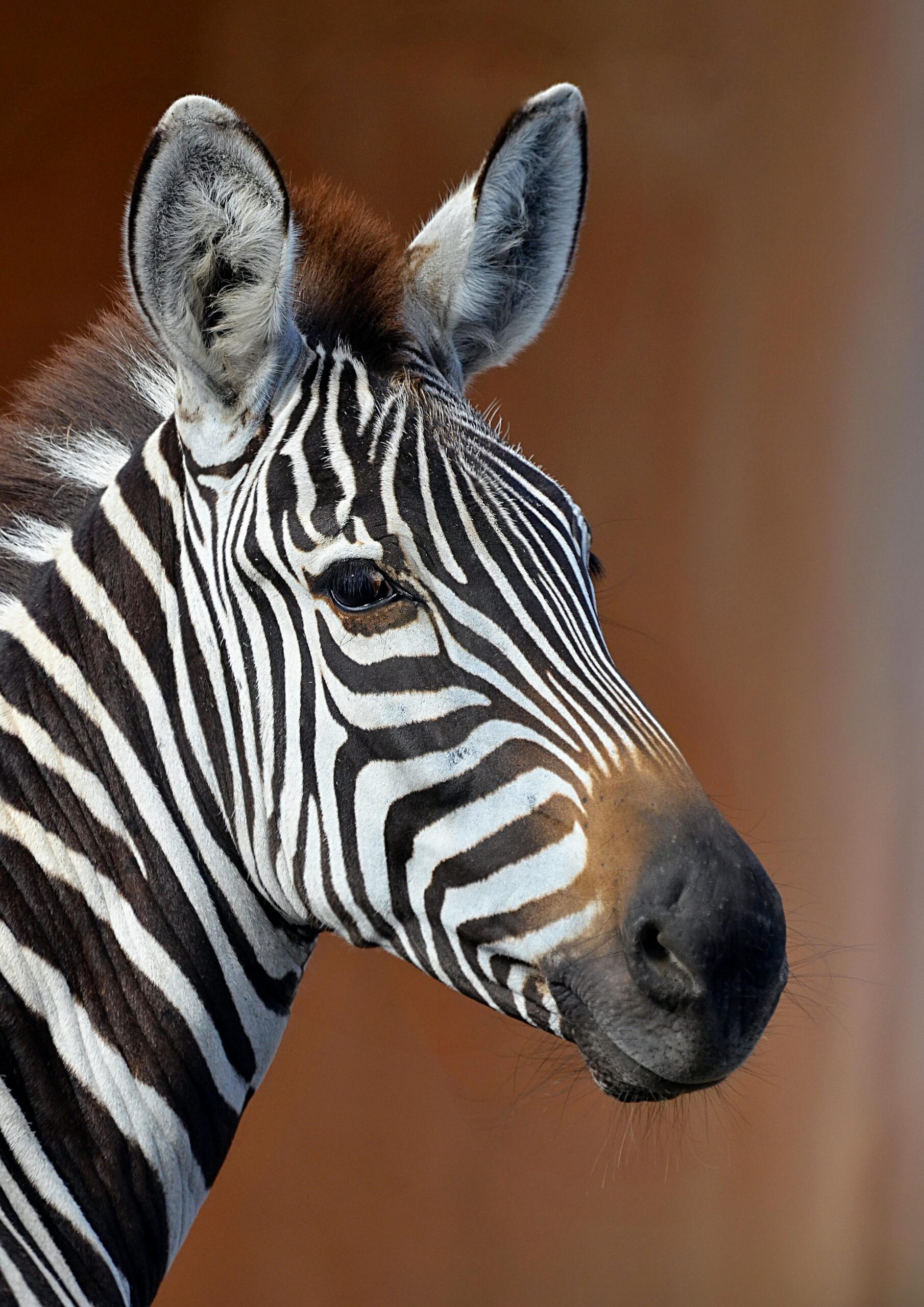 Zbliżenie zebry stepowej z jej efektownymi czarno-białymi paskami.