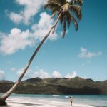 Oszałamiająca tropikalna plaża z kołyszącymi się palmami i czystym błękitnym niebem na Dominikanie.