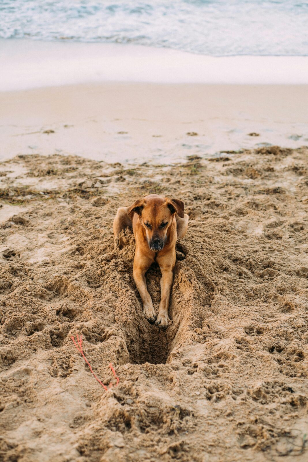 dominikana Brązowy pies żartobliwie kopie w piasku na słonecznej plaży nad brzegiem oceanu.