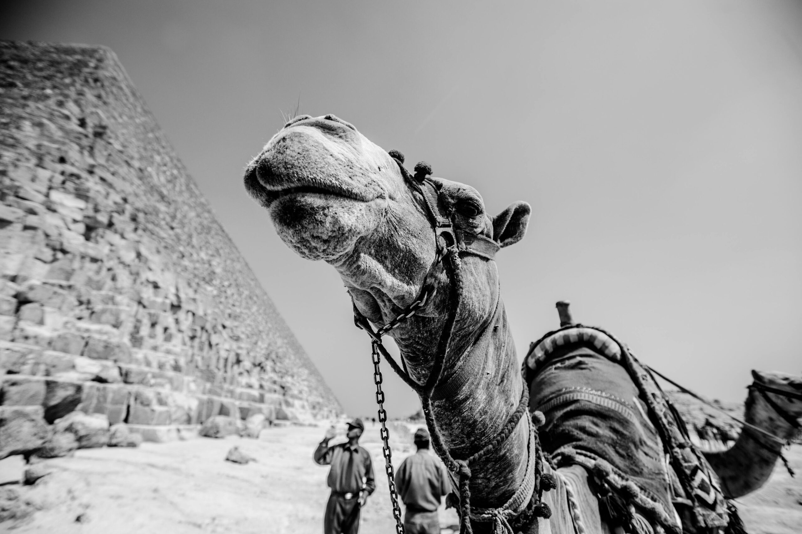 Czarno-biały obraz wielbłądów w pobliżu egipskich piramid w pustynnym krajobrazie.