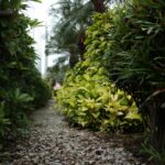 Spokojna ścieżka ogrodowa otoczona bujną tropikalną roślinnością, prezentującą żywą zieleń i różnorodne życie roślinne.