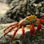 Jezioro San Pablo: Sporty wodne i spokój w otoczeniu Andów Żywy krab Sally Lightfoot odpoczywający na skalistym wybrzeżu Galapagos.