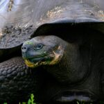 Szczegółowe zbliżenie żółwia z Galapagos, podkreślające jego wytrzymałą skorupę i spokojny wyraz twarzy.