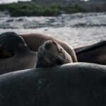 Spokojna scena lwów morskich odpoczywających na piaszczystej plaży Galapagos, ucieleśniająca relaks i morską przyrodę.