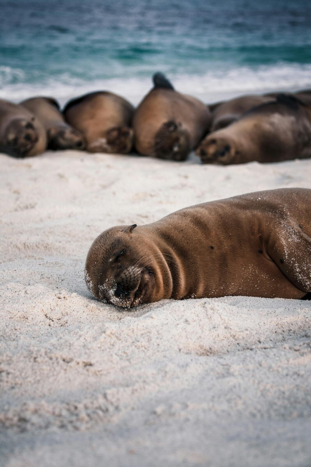 ekwador Lwy morskie odpoczywające na piaszczystej plaży na Galapagos na tle oceanu.