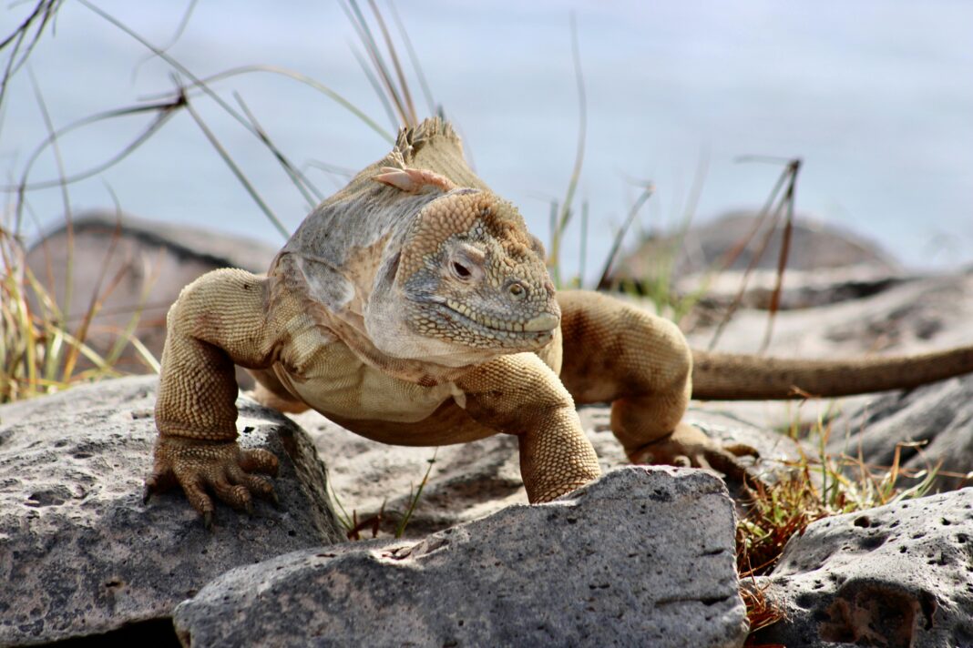 ekwador Szczegółowe zbliżenie iguany odpoczywającej na skalistym terenie na zewnątrz.