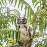 Zbliżenie sowy okularowej siedzącej na drzewie w Briceño w Kolumbii.