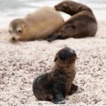 Lwy morskie z Galapagos relaksujące się na piaszczystej plaży w San Cristóbal, doskonałe ujęcie dzikiej przyrody.