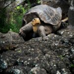 Zbliżenie na żółwia z Galapagos w jego skalistym środowisku naturalnym, wygrzewającego się w świetle dziennym.