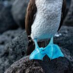 Szczegółowe zbliżenie głuptaka niebieskonogiego stojącego na skałach w San Cristóbal na Galapagos.