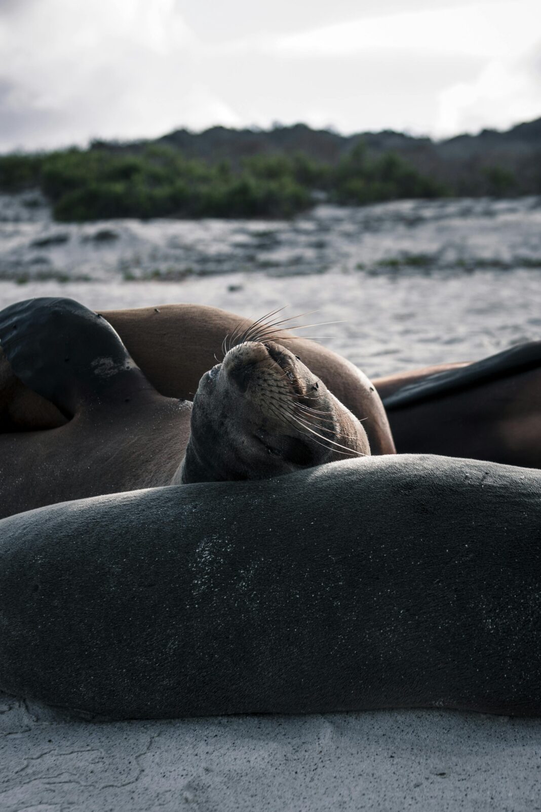 Spokojna scena lwów morskich odpoczywających na piaszczystej plaży Galapagos, ucieleśniająca relaks i morską przyrodę.