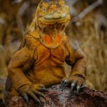 Wyraźny obraz przedstawiający legwana żółtego siedzącego na skale, ukazujący jego majestatyczne łuski i dzikie środowisko.