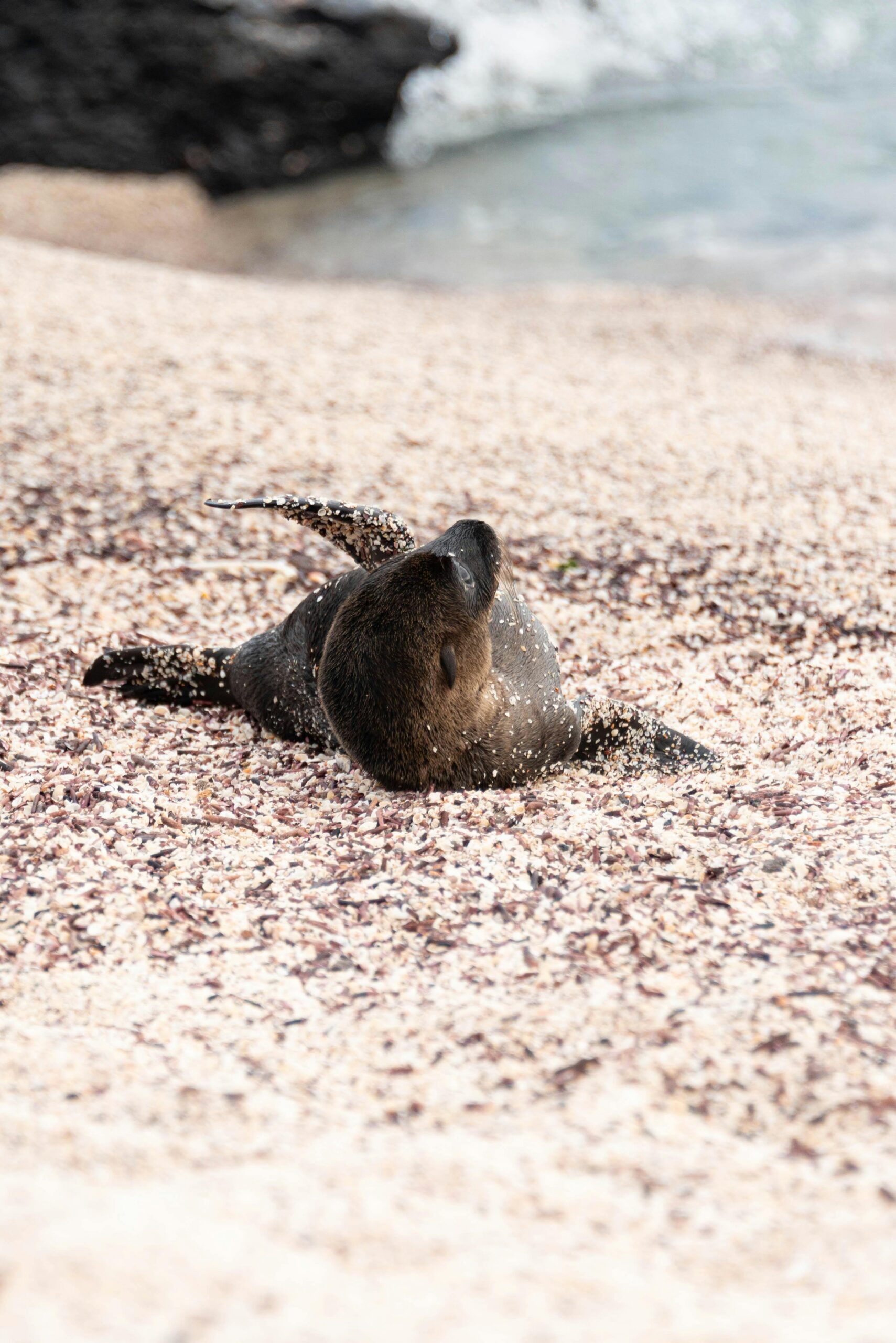 Słodki szczeniak lwa morskiego z Galapagos odpoczywa na plaży w San Cristóbal na wyspie Galapagos.