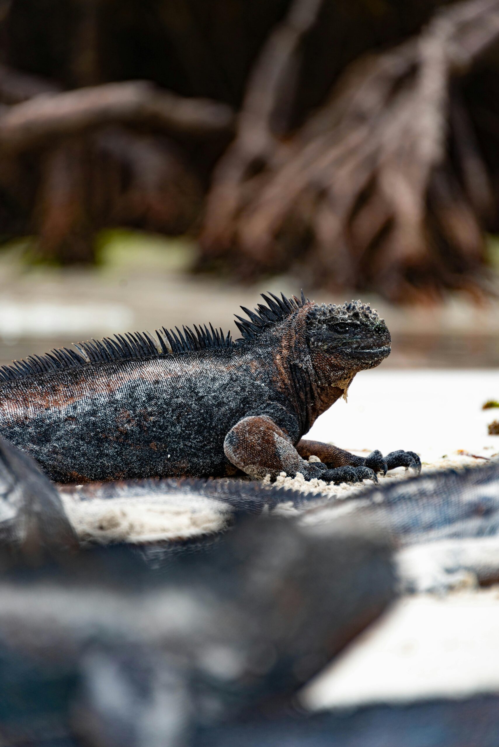 Zbliżenie na iguanę morską odpoczywającą na plaży na Galapagos.
