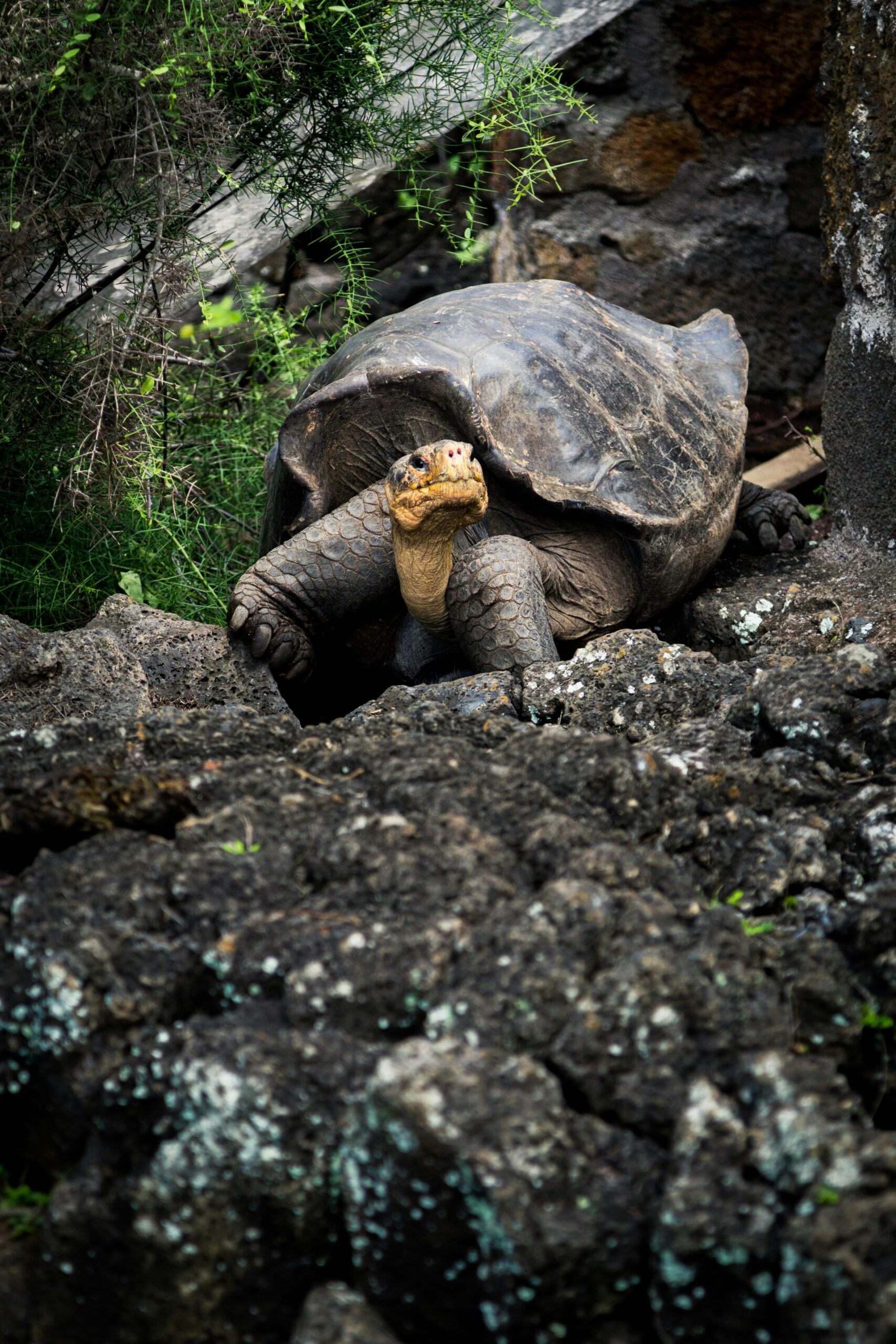 Zbliżenie na żółwia z Galapagos w jego skalistym środowisku naturalnym, wygrzewającego się w świetle dziennym.