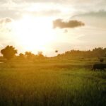 El Nido: Magiczne wyspy i laguny na Palawanie Spokojny widok wschodu słońca nad polami ryżowymi na Filipinach, ukazujący naturalne piękno wiejskiego krajobrazu.