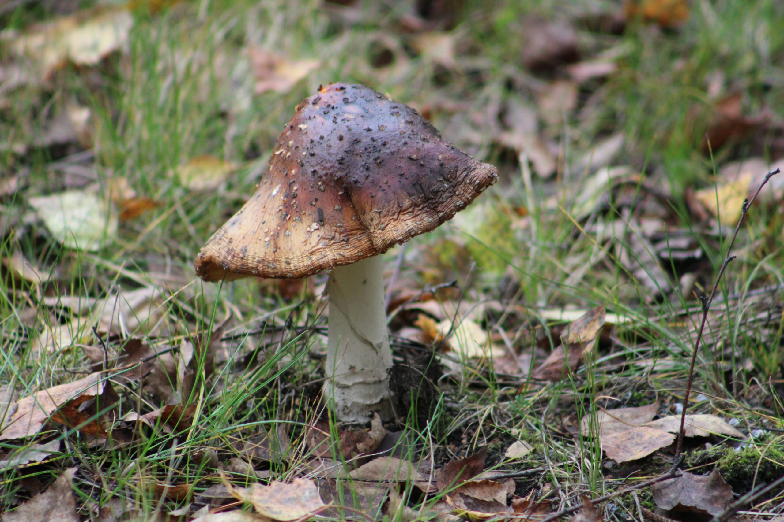 Darmowe zdjęcie stockowe jesieni, grzybów leśnych