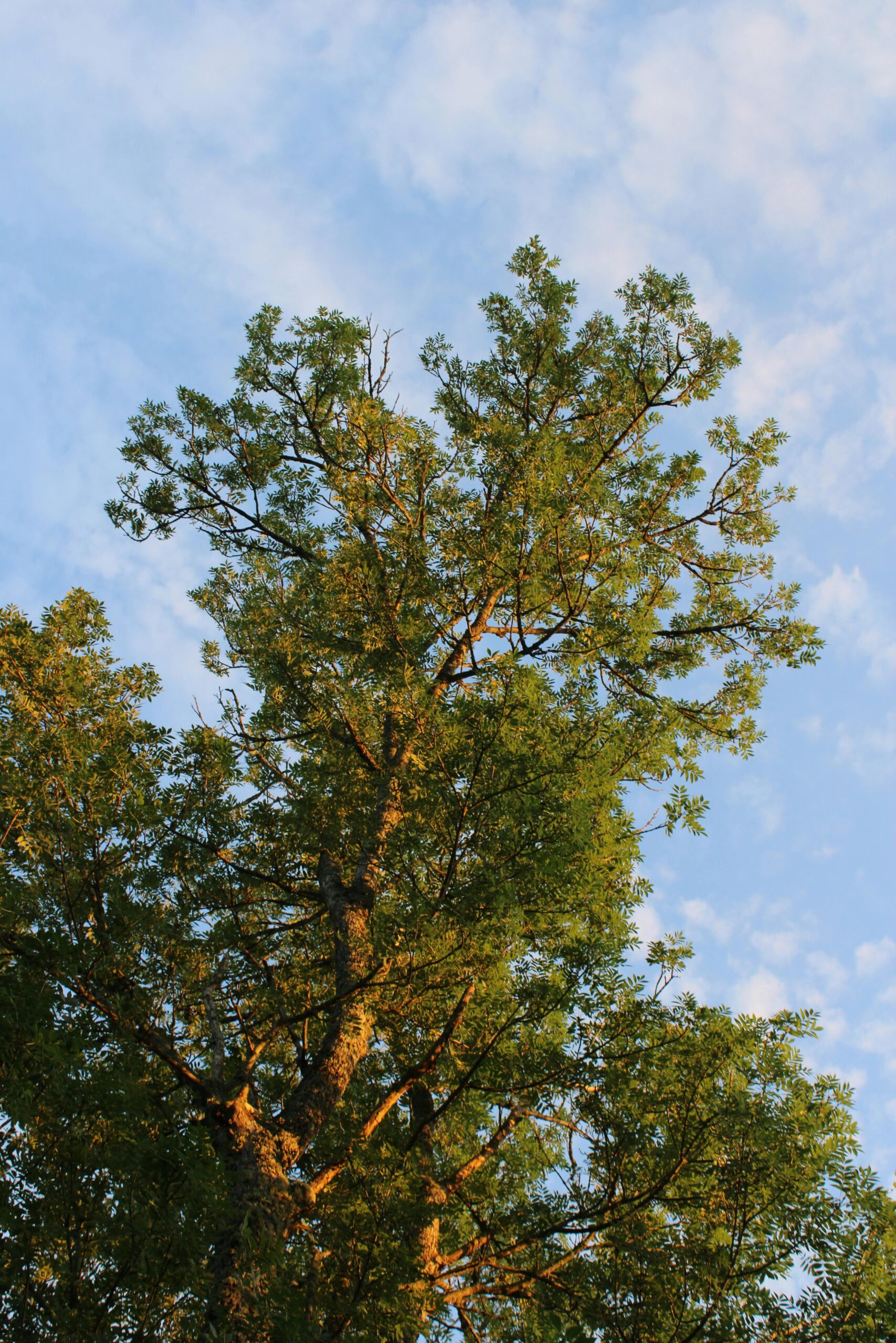 Darmowe zdjęcie stockowe pięknego widoku, wśród drzew, natury