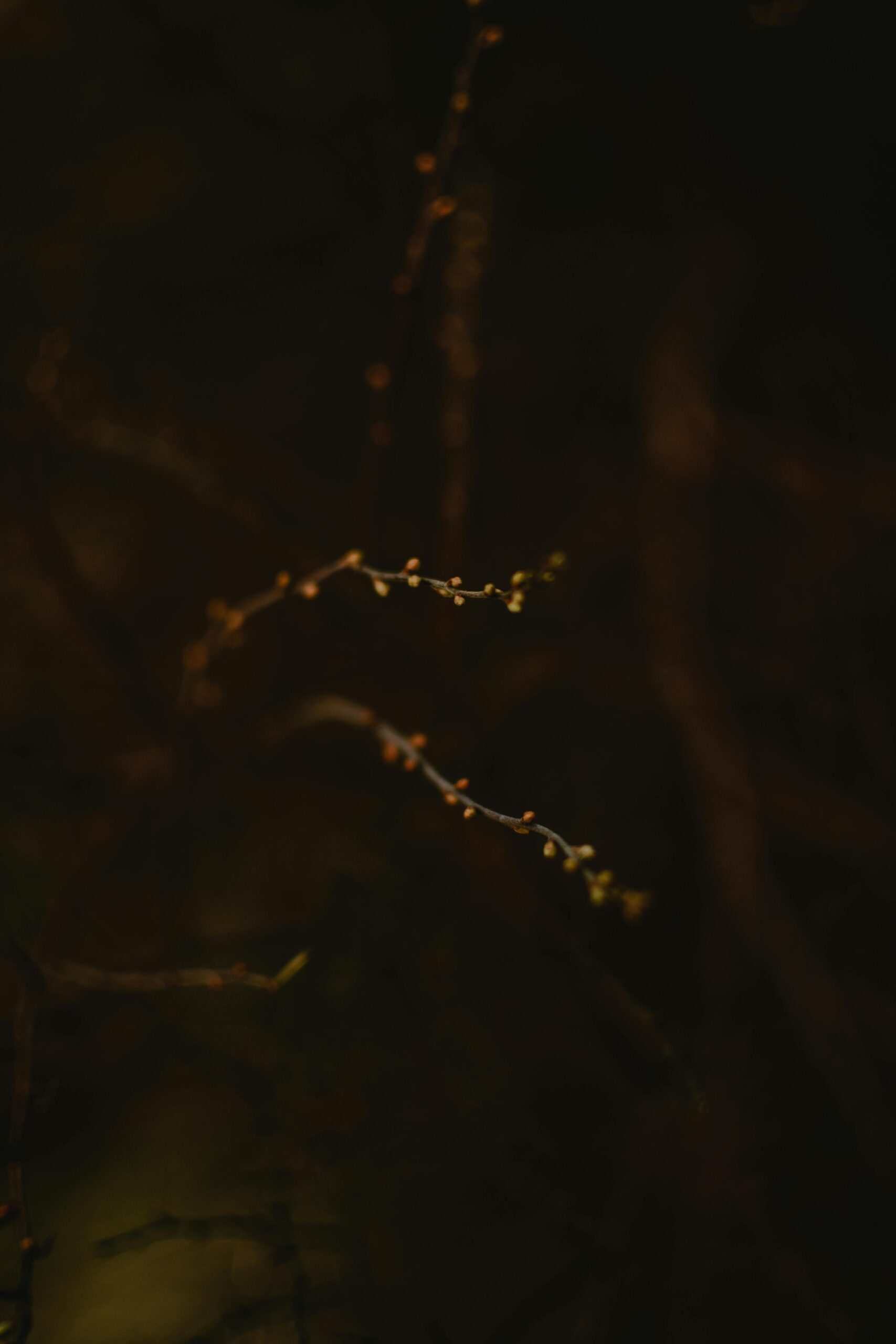 Ciemne i klimatyczne zbliżenie gałęzi w lesie w Helsinkach, ukazujące spokojne piękno natury.