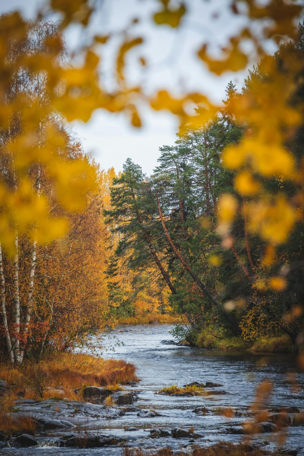 finlandia Spokojna rzeka przepływająca przez las ozdobiony żywymi jesiennymi liśćmi w Oulu w Finlandii.