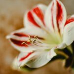 Szczegółowe ujęcie egzotycznego kwiatu amarylisa, skupiające się na jego płatkach i pręcikach w żywe czerwone paski, odizolowane na miękkim, rozmytym tle.