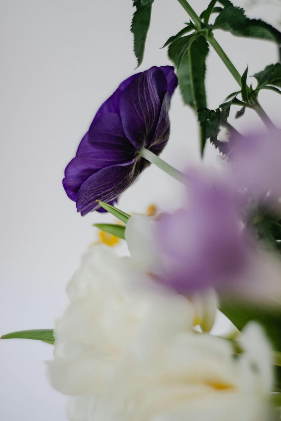 Oszałamiające zbliżenie kwitnącego fioletowego ukwiału, ukazujące jego żywe kolory i delikatną strukturę.