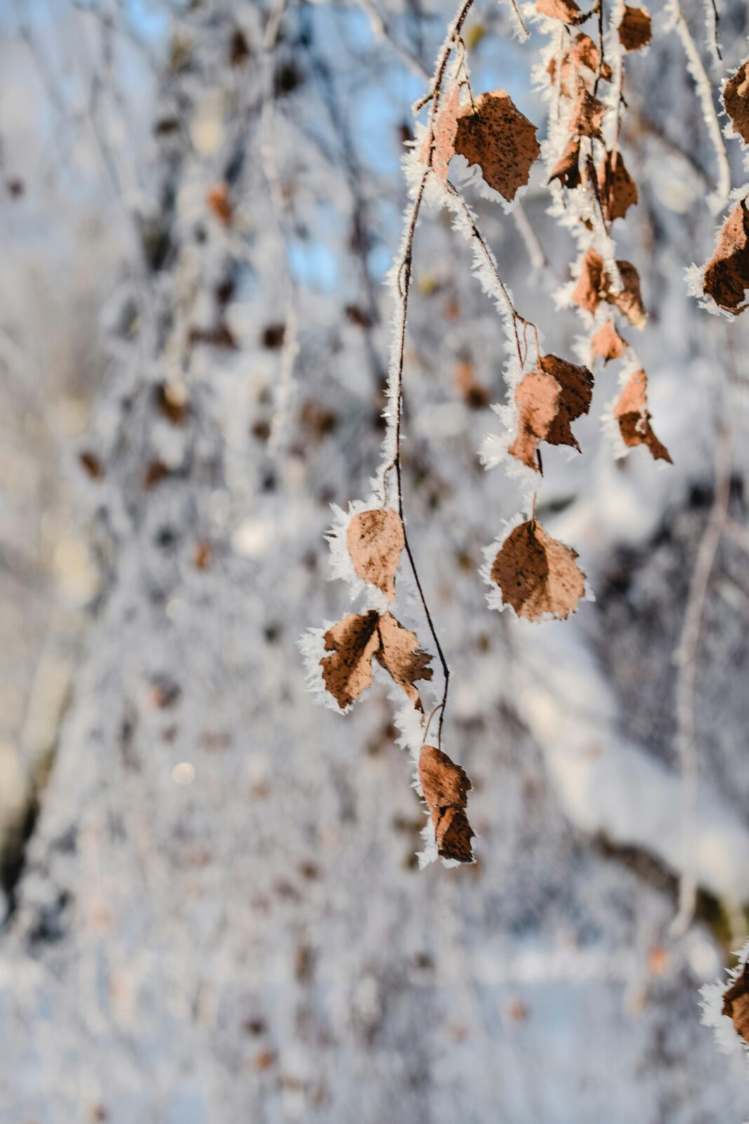 Zbliżenie: matowe, suszone liście wiszące na gałęzi drzewa zimą w Tampere w Finlandii.