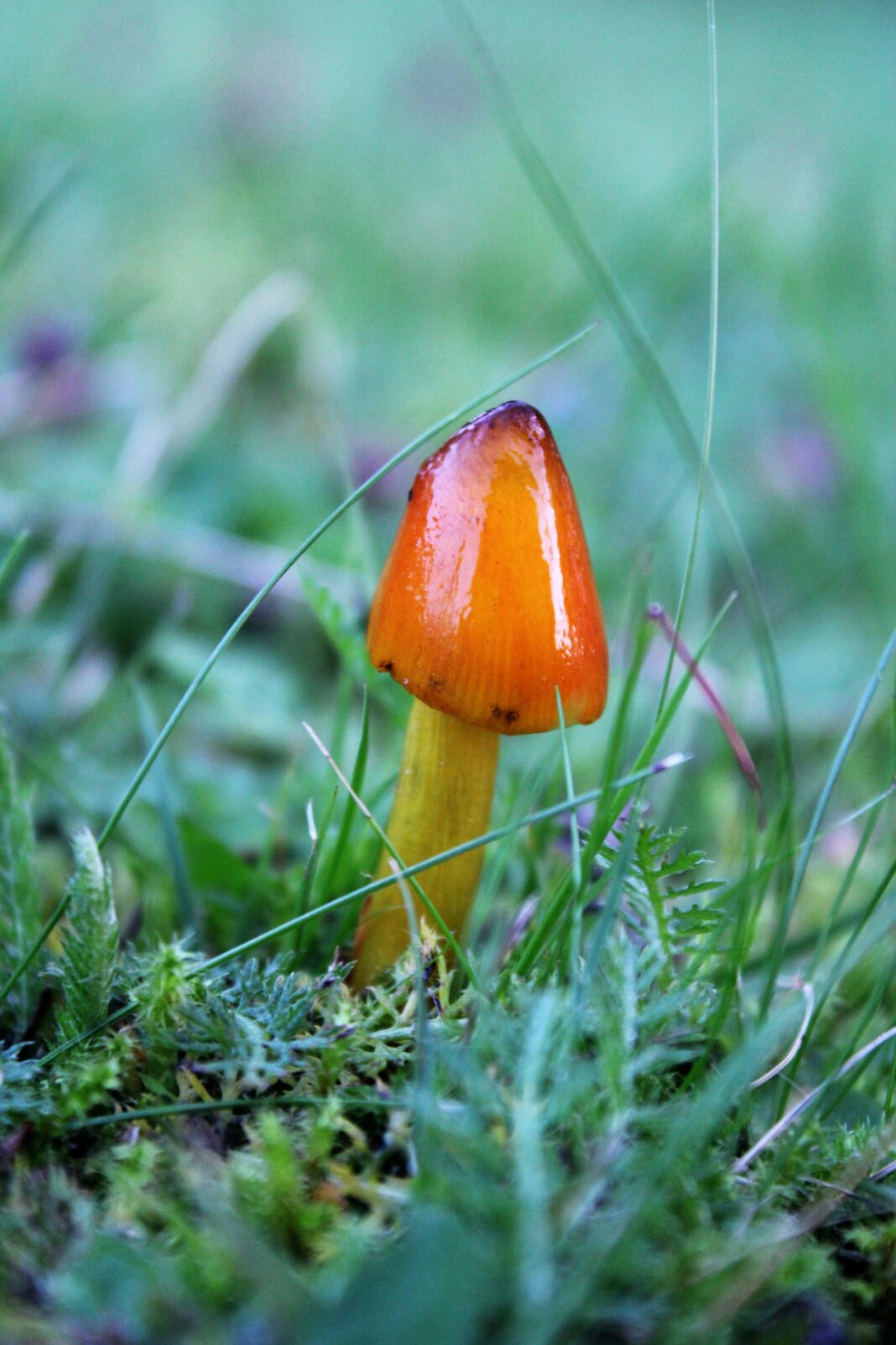 Darmowe zdjęcie z kategorii piękny, grzyb, natura