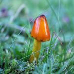 Darmowe zdjęcie z kategorii piękny, grzyb, natura