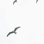 Spokojne ujęcie mew w locie w Helsinkach w Finlandii.